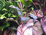 Bucephalandra sp. Bukit Kelam-Sintang