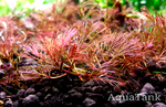 Cabomba belem red............