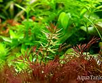 Mayaca sp. Paraguaia Red