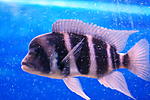 Cyphotilapia Frontosa 'Kantalamba' F1
