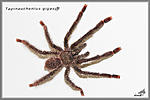 Tapinauchenius gigas  
