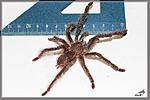 Tapinauchenius gigas 