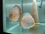IMG 5167