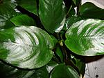 DSC04280