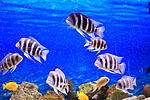 Cyphotilapia Frontosa 'Kantalamba' F1