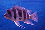 Cyphotilapia Frontosa 'Kantalamba' F1