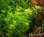 Limnophila Anubria Dwarf