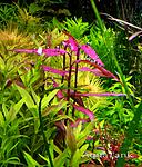 Polygonum Sao Paulo