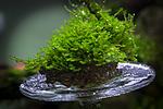 Moss 610