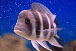 Cyphotilapia Frontosa 'Kantalamba' F1