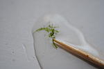 moss sp mini-mini