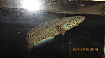 IMG 9079[1]