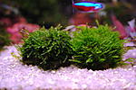 Mini Weeping moss + Moss sp.610