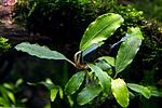 Busephalandra sp. Treasure 2011, West Kalimantan