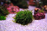 Mini Weeping moss