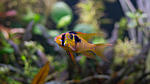 DSC02217
