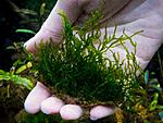 Flame Moss