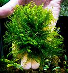 Fenix Moss1