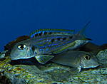X. ochrogenys Mzuri.