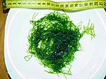 Taiwan Moss