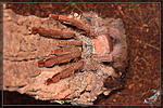 Tapinauchenius gigas  