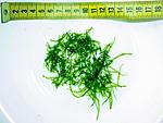 Peacock Moss