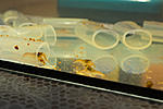 IMG 7734
