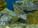 X. ochrogenys Mzuri.