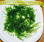 Christmas Moss