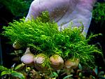 Fenix Moss