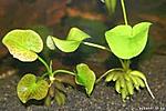 Nymphoides aquatica