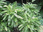 275px Biophytum sensitivum0