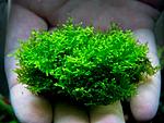 Riccardia chamedryfolia