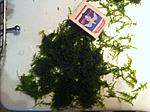 IMG 4978