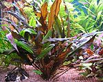 Cryptocoryne wendtii brown1