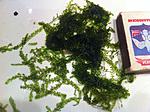 IMG 4981