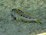 X. ochrogenys Mzuri.