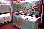 DSC1021