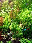 Eriocaulon Father Duster