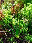 Eriocaulon Malayator