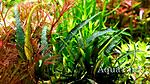 Schismatoglottis Roseospatha Gunung Hose