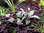 Hygrophila Purple