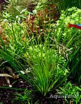 Eriocaulon Watery Eyes