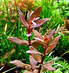 Nesaea Triflora
