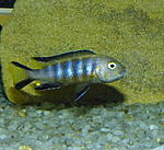 Pseudotropheus elongatus Chewere,.
