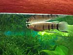 Epiplatys dageti dageti (Epiplatys chaperi) /   ( )
