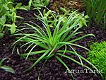 Eriocaulon Goias Itaberai