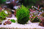 Flame Moss