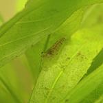 neocardina 1