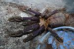 Cyriopagopus sp. Blue